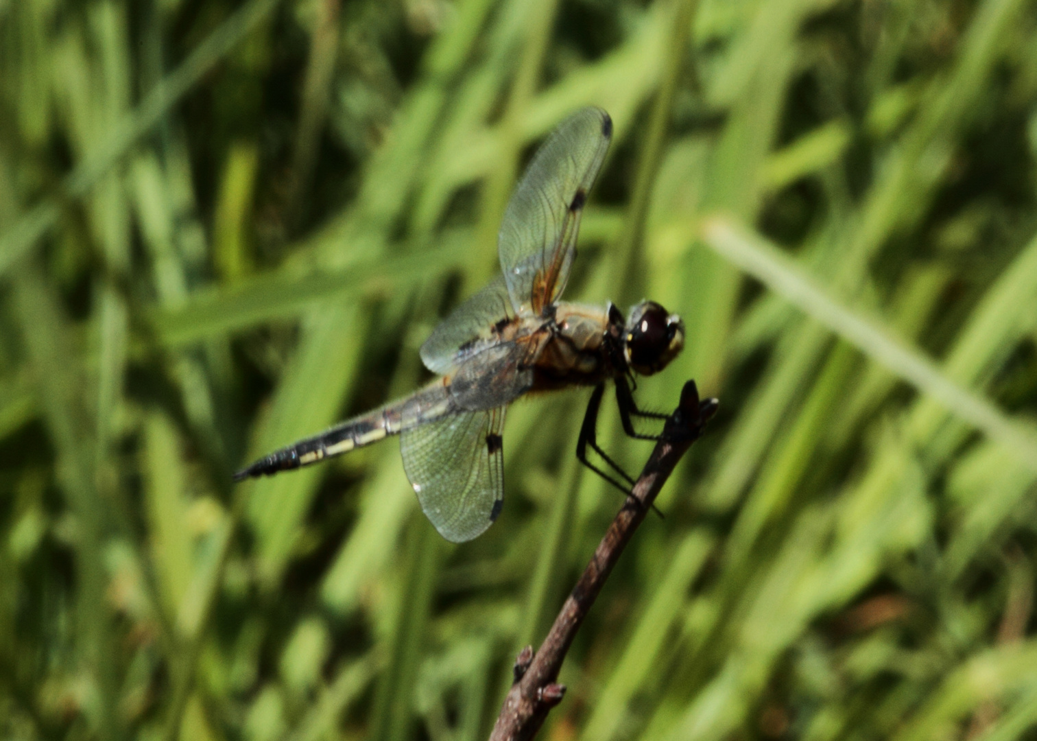 Fliege oder Libelle?