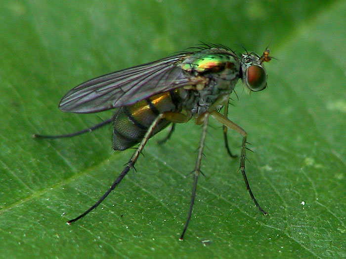 Fliege oder Mücke ??