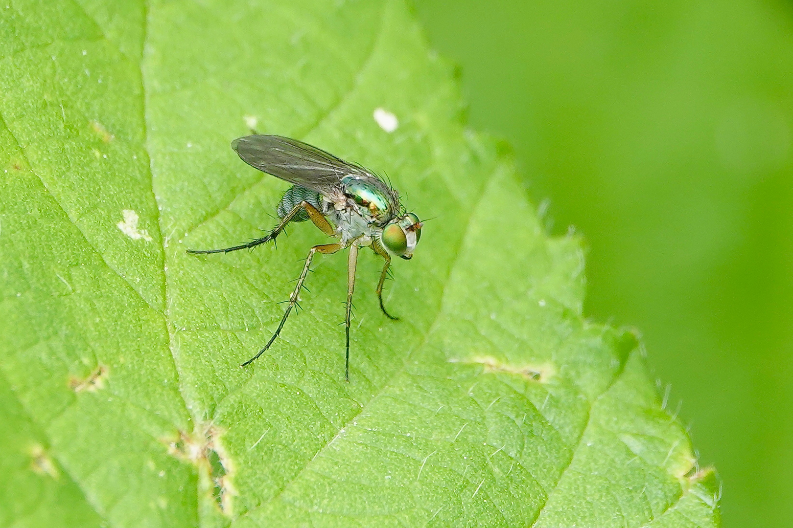 FLIEGE ODER MÜCKE?