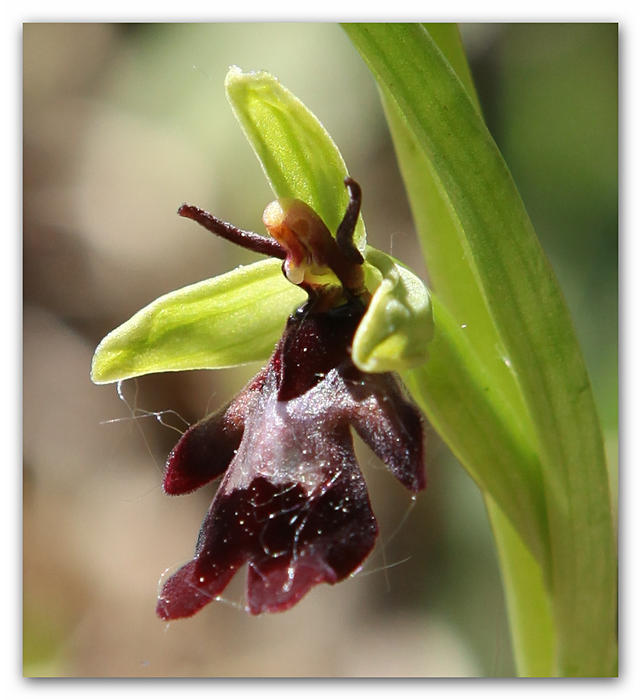 Fliege oder Orchidee ? 7989