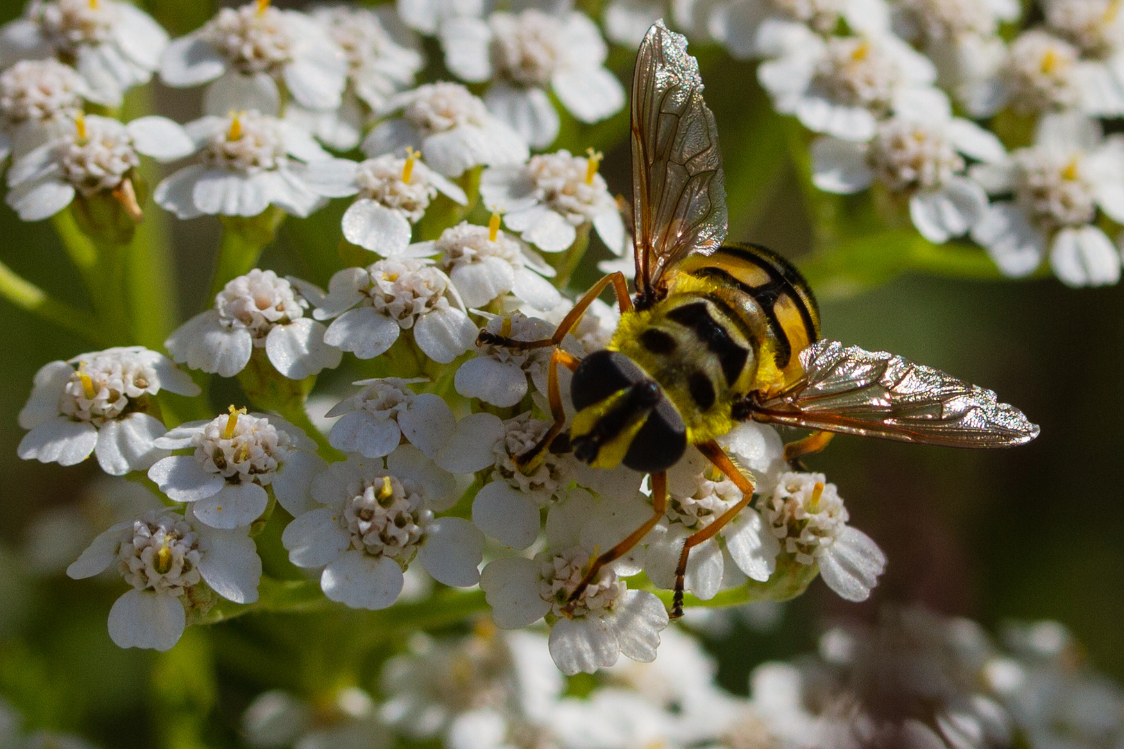 Fliege oder Wespe?