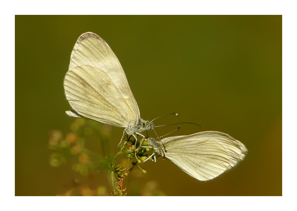 Fliege ohne Frack.