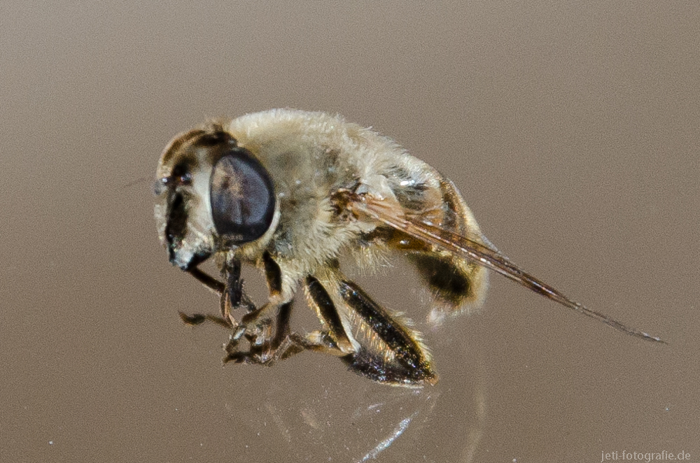 Fliege ohne Makroobjektiv