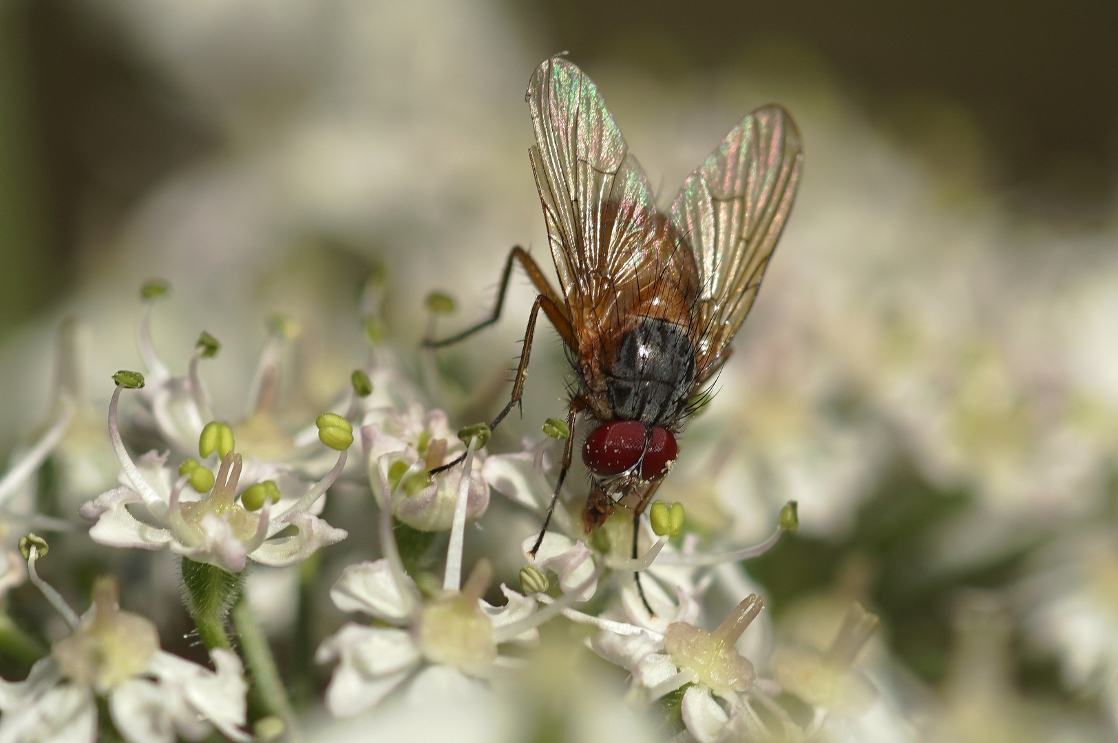 Fliege ohne Namen