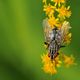 Insekten-Zweiflügler