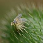 Fliege orange/grün auf Distelknospe