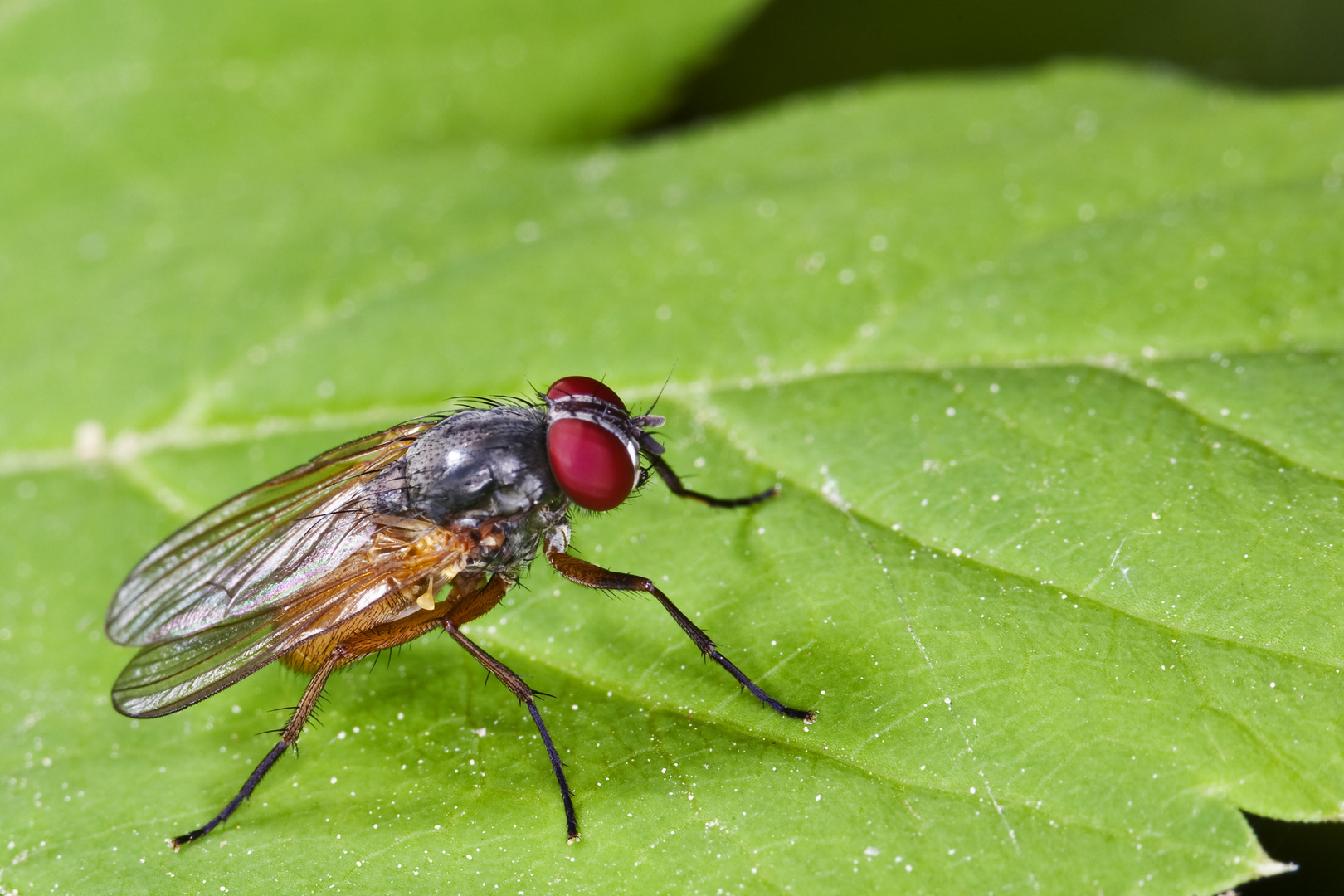 Fliege (Ordnung Diptera, Unterordnung Brachycera) / Fly (order Diptera, suborder Brachycera)