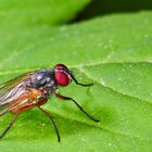 Fliege (Ordnung Diptera, Unterordnung Brachycera) / Fly (order Diptera, suborder Brachycera)
