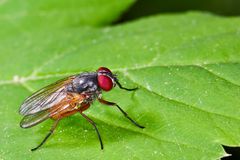 Fliege (Ordnung Diptera, Unterordnung Brachycera) / Fly (order Diptera, suborder Brachycera)