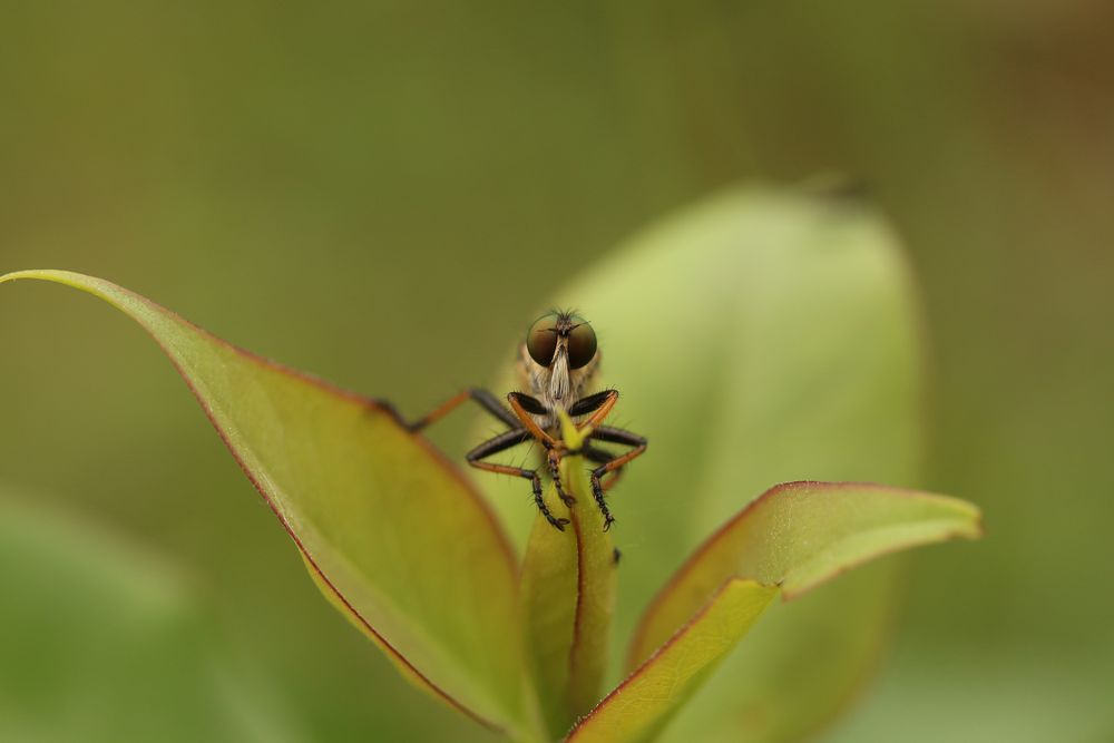 Fliege - Pause auf dem Blatt, die zweite