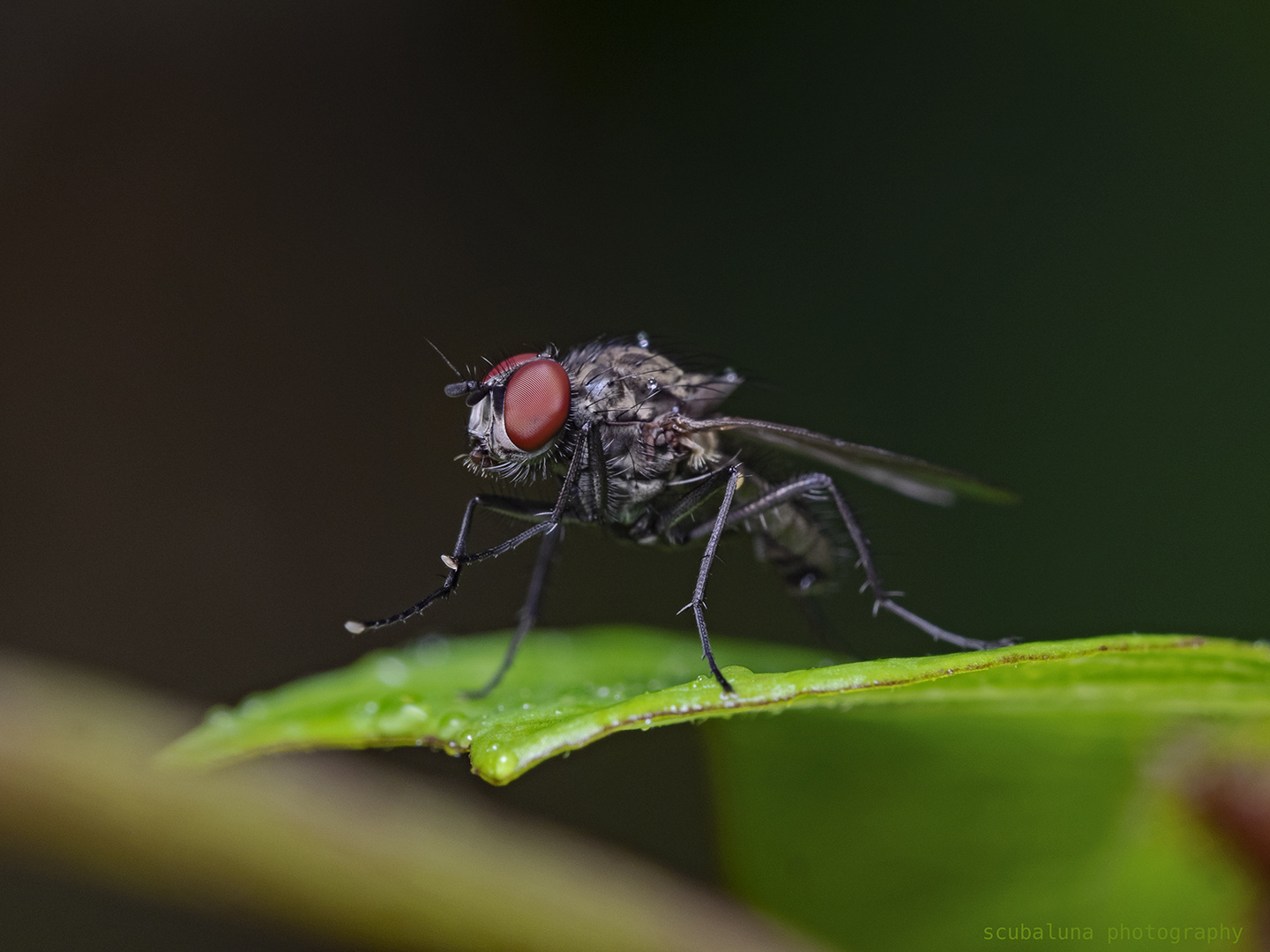 Fliege pausiert