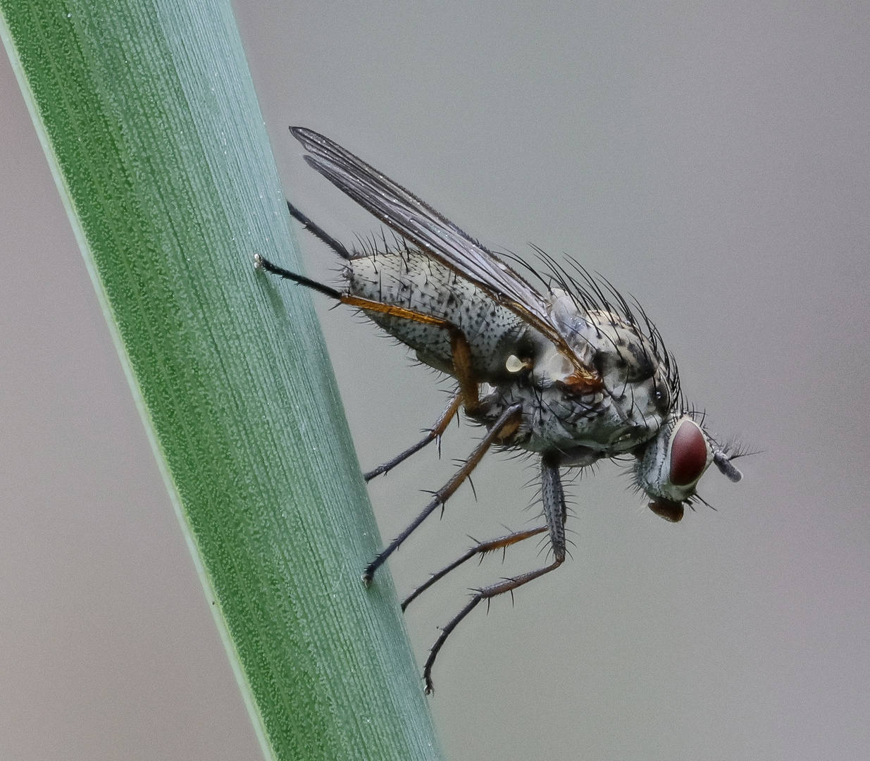 Fliege - Phaonia tuguriorum