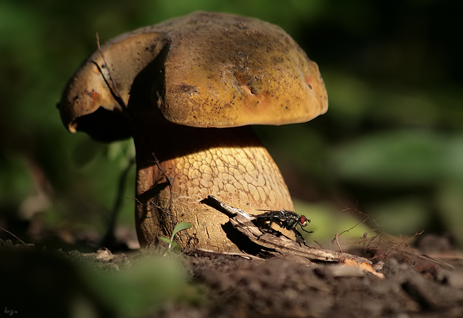 Fliege, Pilz