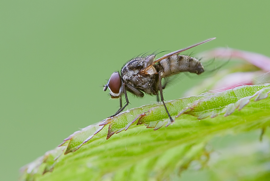 Fliege putzt sich ..