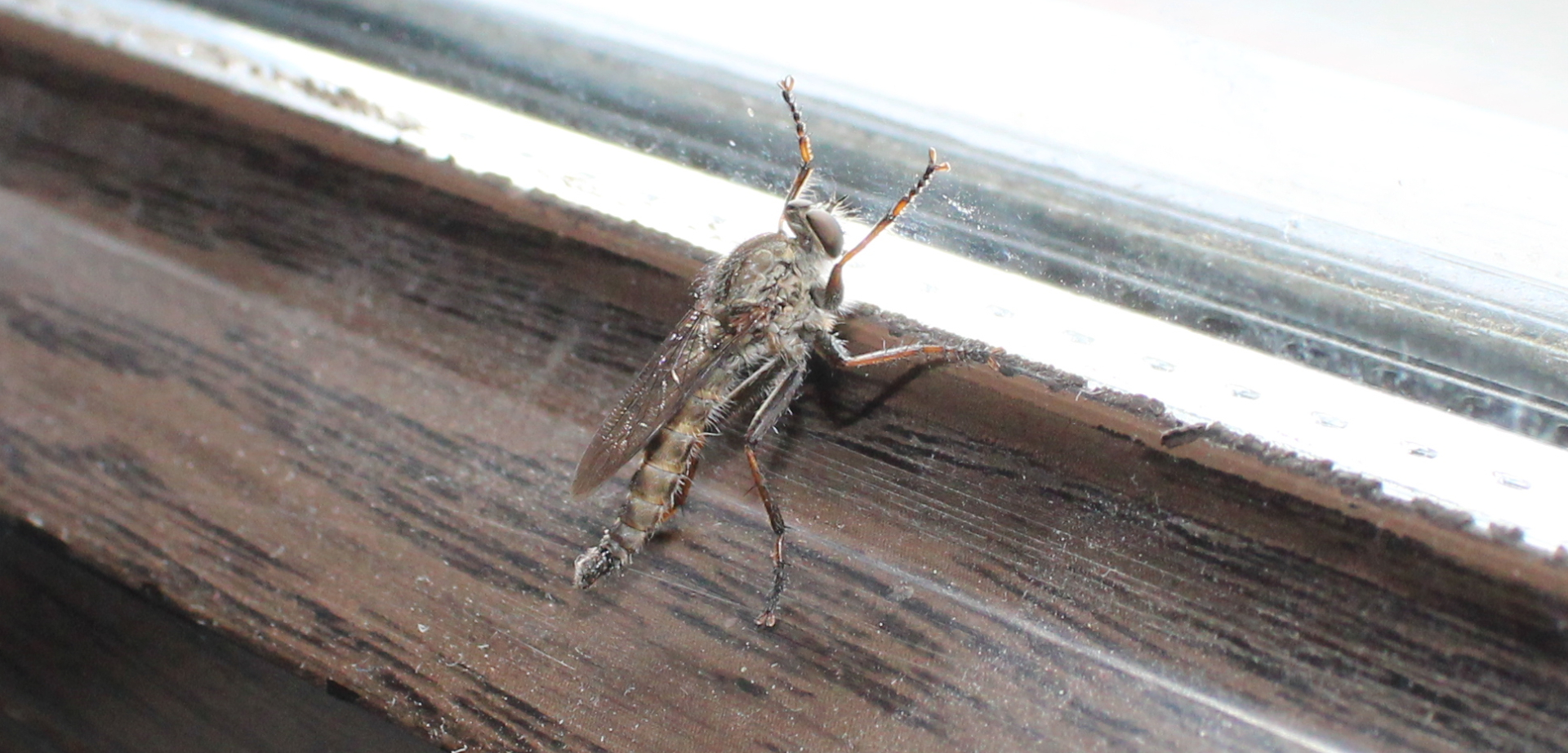 Fliege robber fly - Cyrtopogon