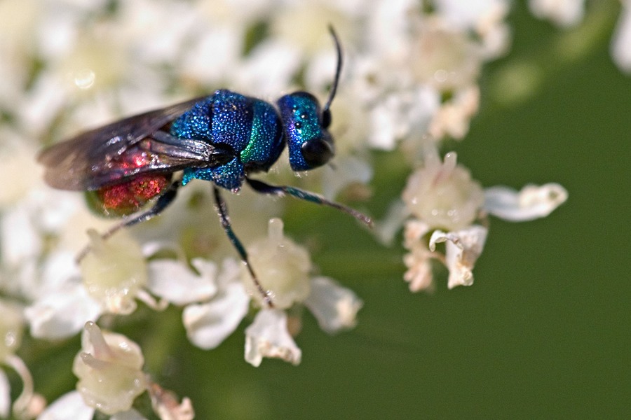 Fliege rotblau - Perleffekt