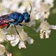Fliege rotblau - Perleffekt