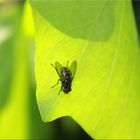 Fliege ruht sich auf einem Blatt aus