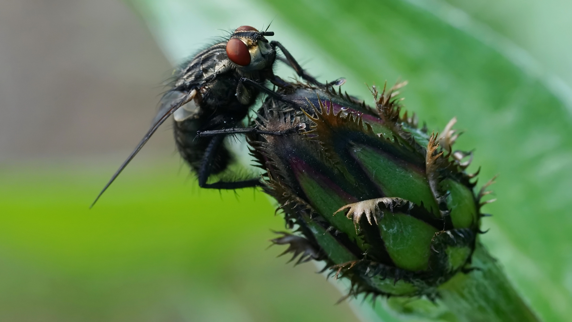 Fliege (Sarcophaga carnaria) auf Kornblumenknospe