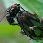 Fliege (Sarcophaga carnaria) auf Kornblumenknospe