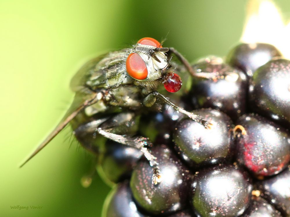 Fliege schlürft Brombeersaft