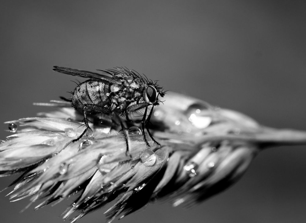 fliege schwarz weiss