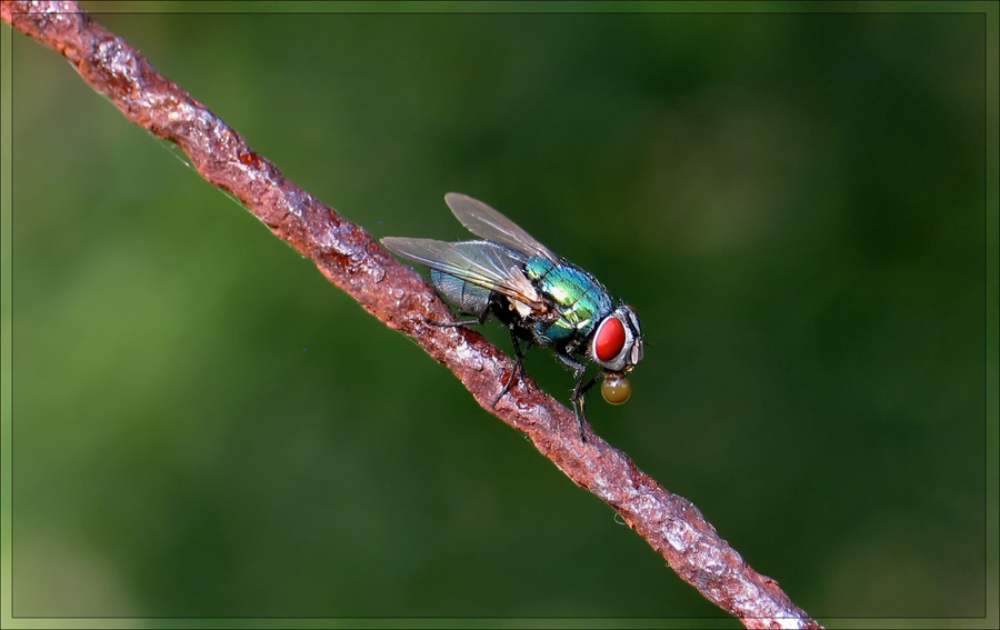 Fliege schwerbeschäftig