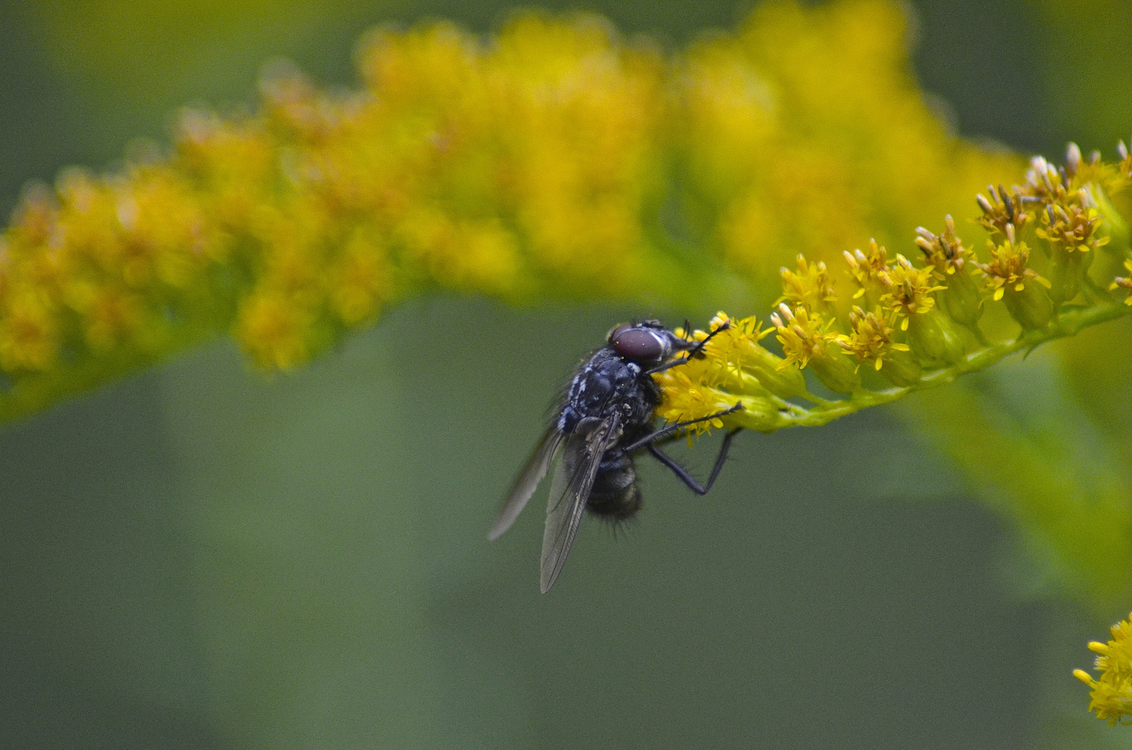 Fliege seitlich