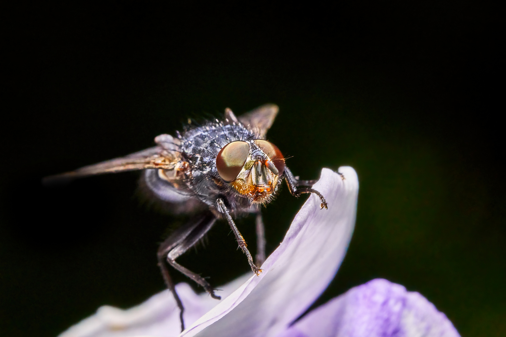 Fliege sieht lila...