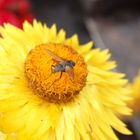 Fliege Siphona sp. auf gelber Strohblume