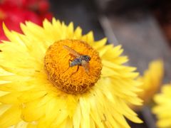 Fliege Siphona sp. auf gelber Strohblume