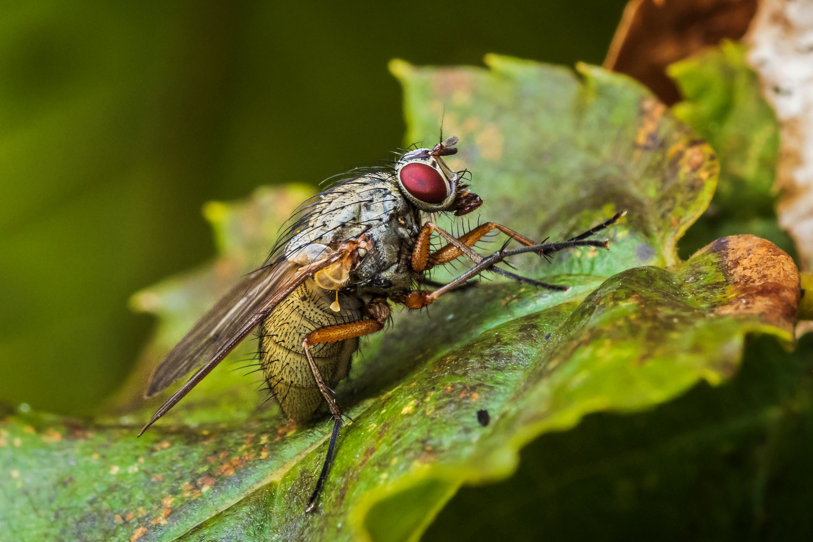 Fliege sitzend