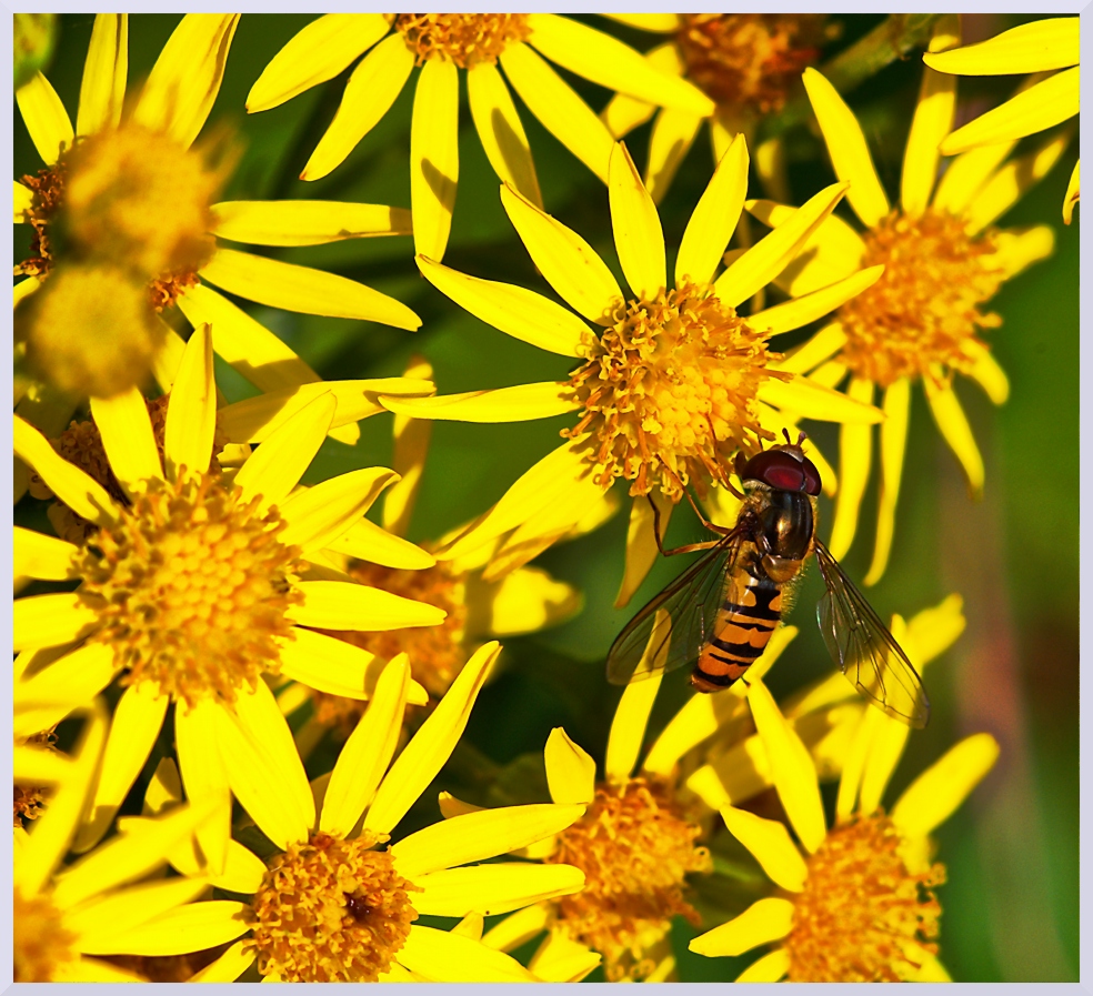 Fliege sitzend