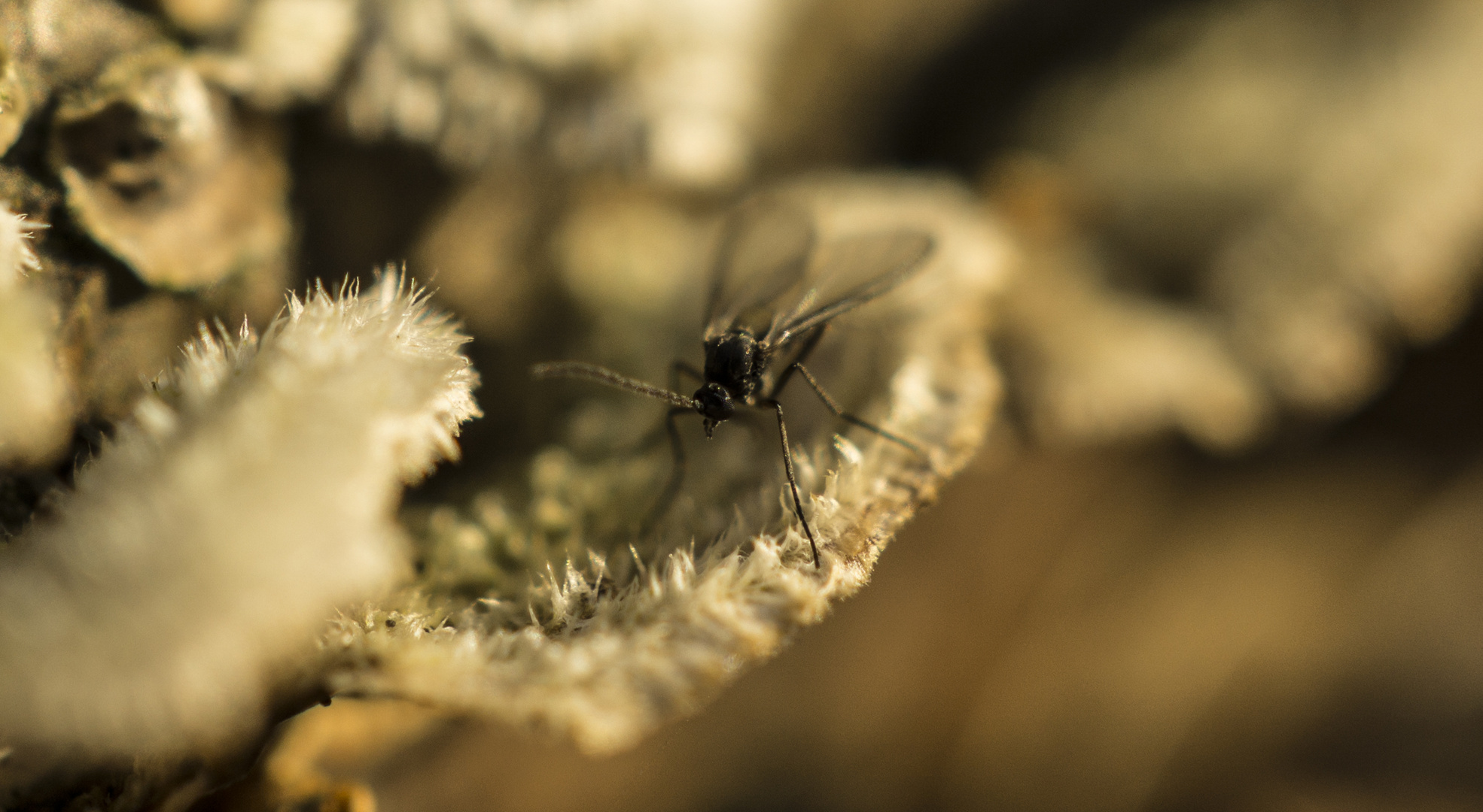 Fliege sitzt auf Flechte