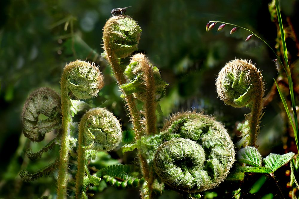 Fliege sonnt sich im Wald