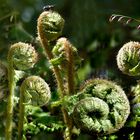 Fliege sonnt sich im Wald