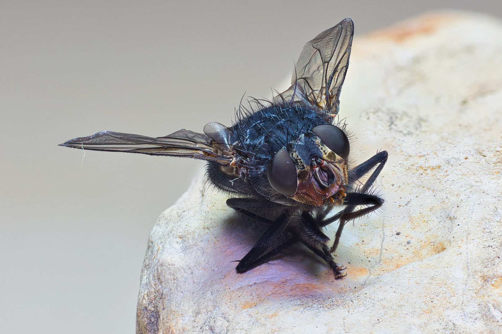 Fliege - stack aus 14 Einzelbildern