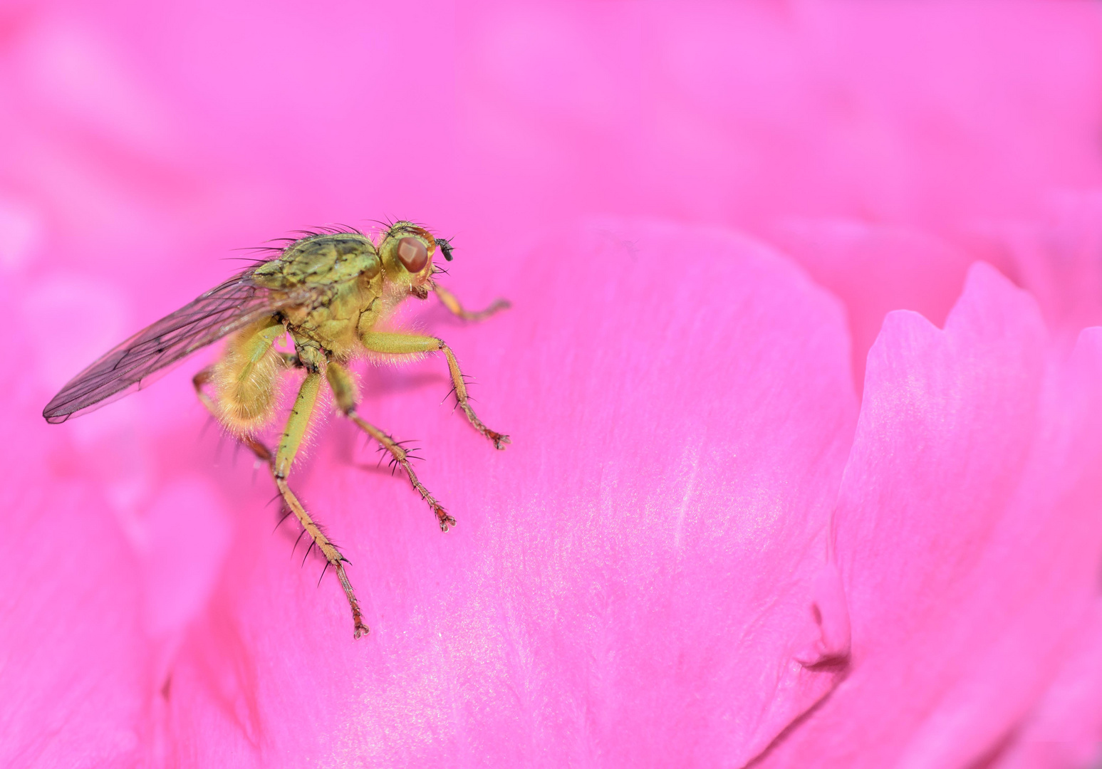 Fliege steht auf pink!