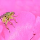 Fliege steht auf pink!