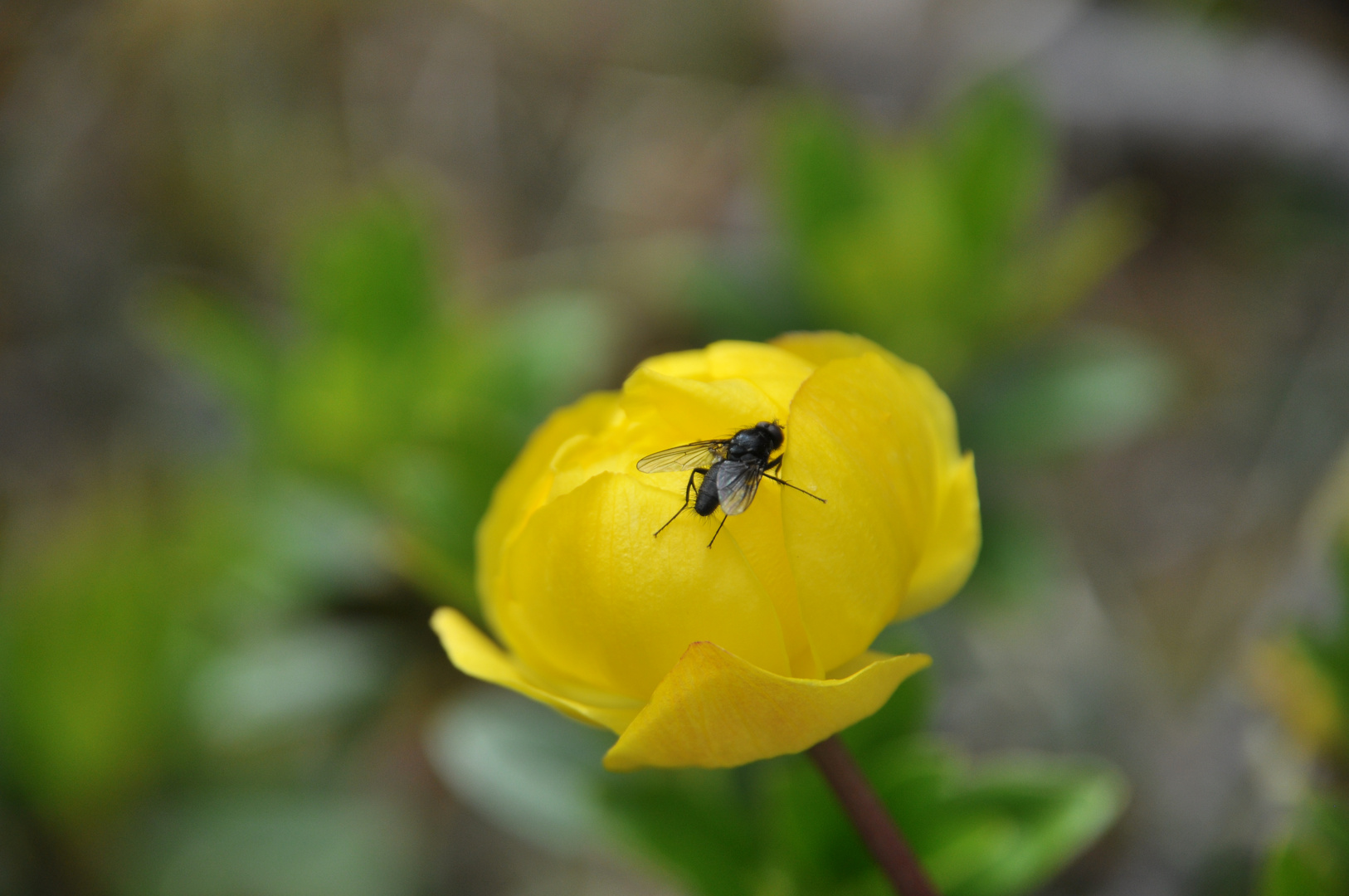 Fliege sucht den Frühling