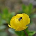 Fliege sucht den Frühling