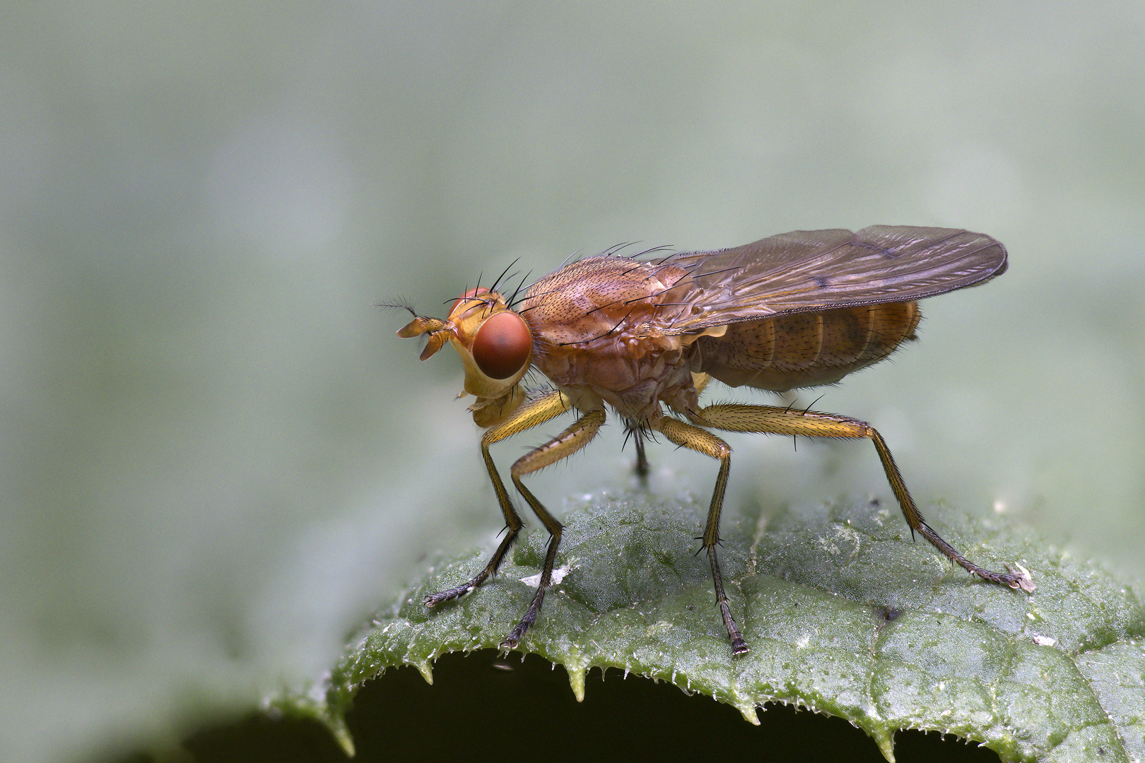 Fliege: Tetanocera (Sciomyzidae)