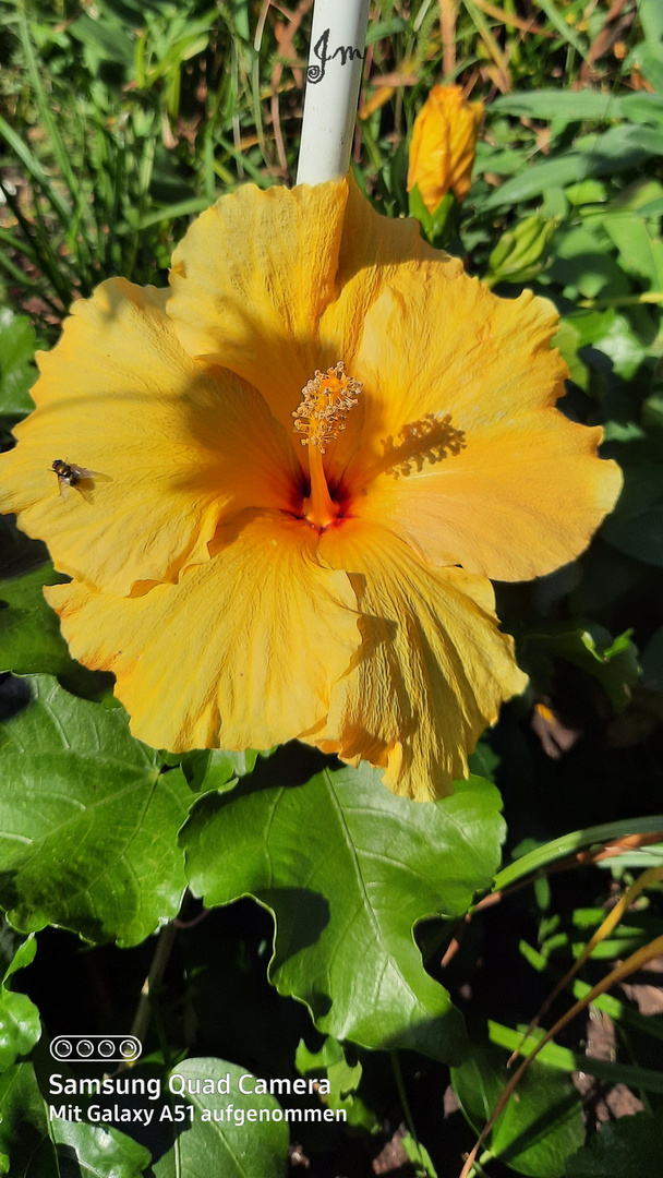 Fliege trifft auf Hibiskus