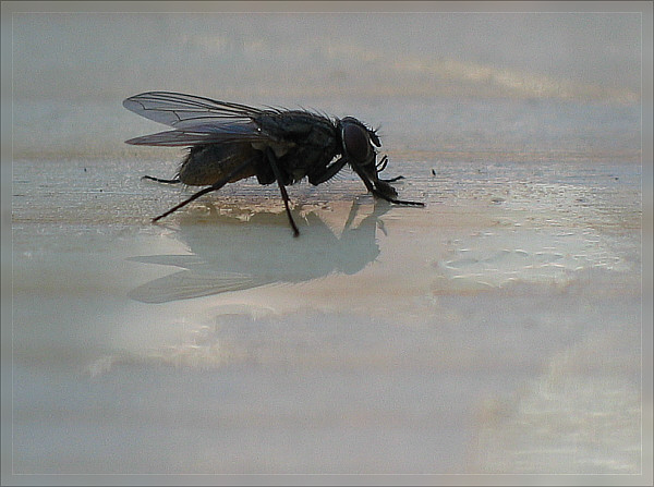 Fliege trinkt Apfelsaftschorle ;)