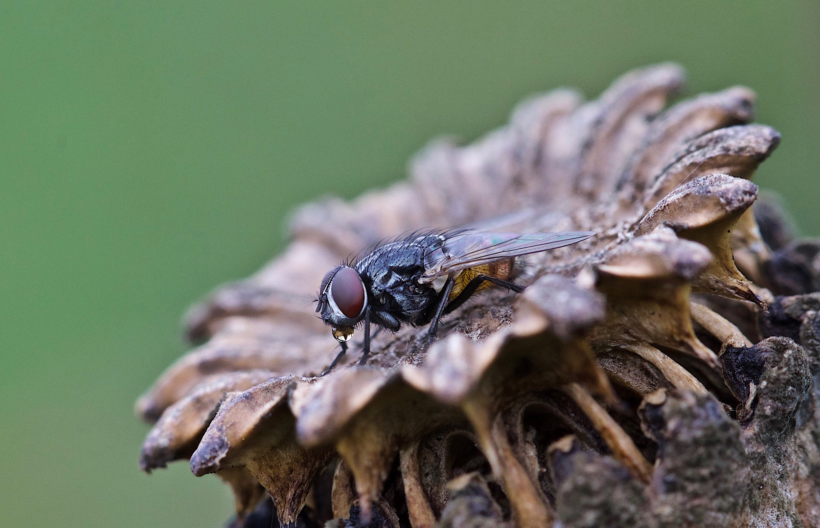 Fliege trinkt aus einem Wassertropf