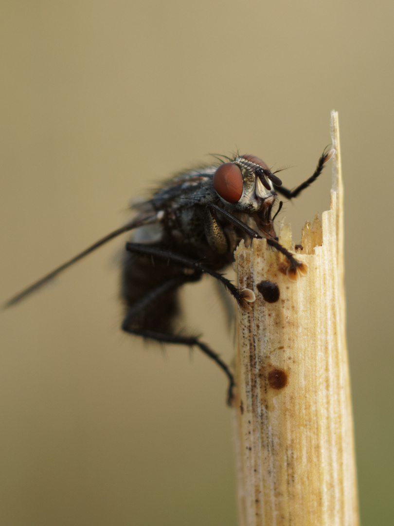 Fliege trinkt aus Halm