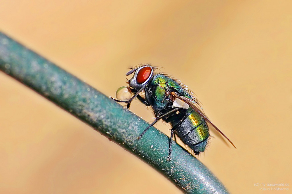 Fliege trinkt Wasser