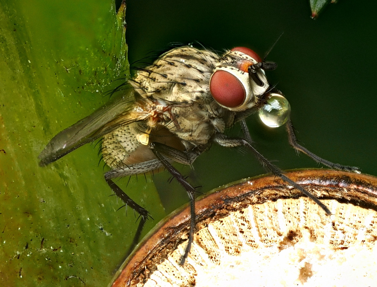 Fliege trinkt Wasser