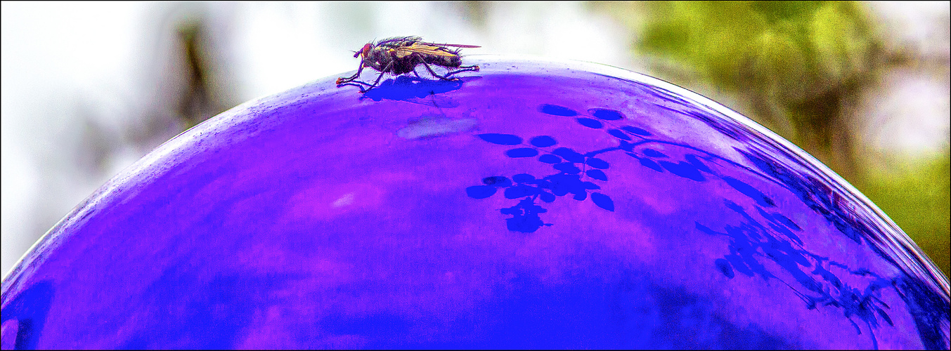 Fliege umrundet ihren "Blauen Planeten" ...