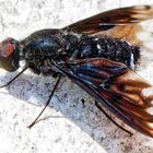 Fliege, unbekannt, schillernde Schönheit